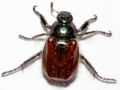 Phyllopertha horticola